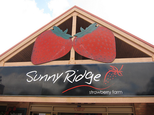 Sunny Ridge Strawberry&nbsp;Farm